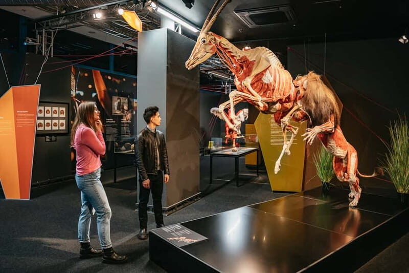 Berlin: Tickets for the BODY WORLDS Museum in Berlin - Plastinates that make connections feel real (and a bit surreal)