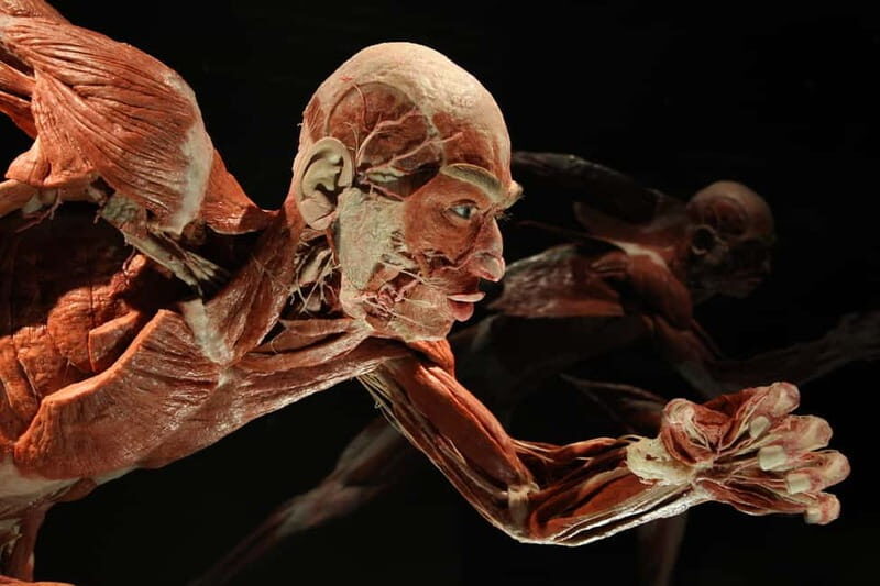 Berlin: Tickets for the BODY WORLDS Museum in Berlin - Organs, systems, and disease shown in plain language