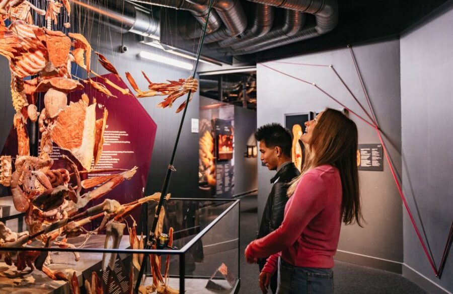 Berlin: Tickets for the BODY WORLDS Museum in Berlin - Price and value: $24 for real bodies, not models