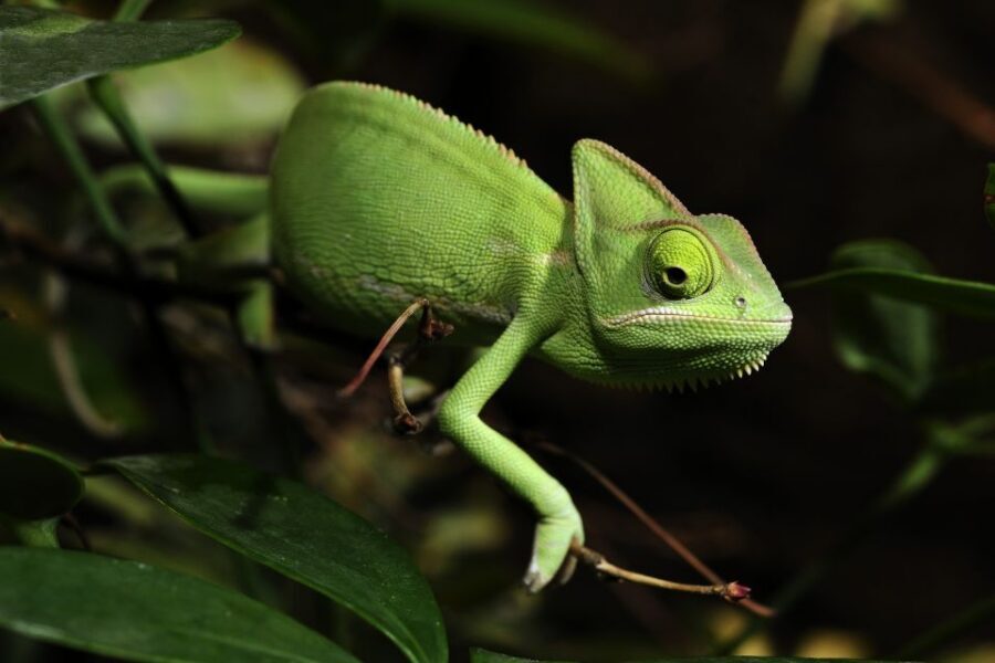 Cologne: Cologne Zoo and Aquarium Entry Ticket - Money and Value: Why This $27 Ticket Feels Fair