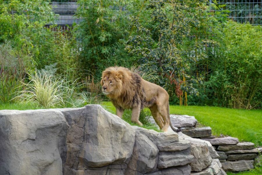 Cologne: Cologne Zoo and Aquarium Entry Ticket - Included Aquarium Access: How Much Time to Give It