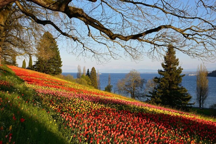 Konstanz: Mainau Island Entry Ticket - Tickets, entry times, and avoiding day-of hassles