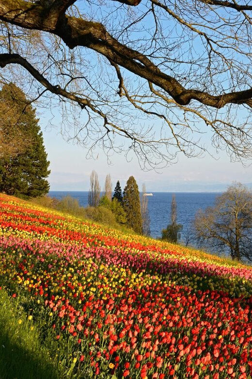 Konstanz: Mainau Island Entry Ticket - Flower gardens that change with the season (and why that’s a plus)