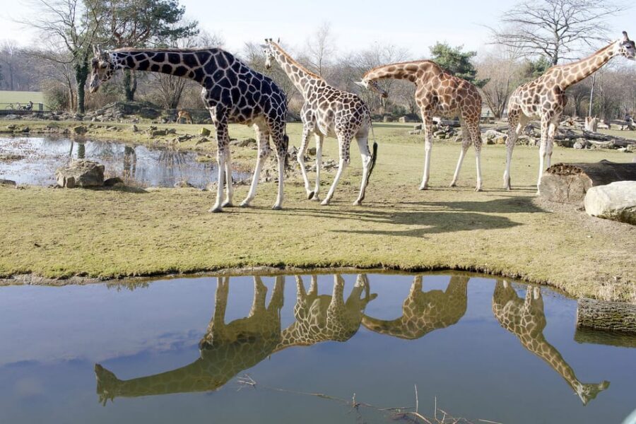 Leipzig Zoo: Entry Ticket - Key highlights worth centering your route