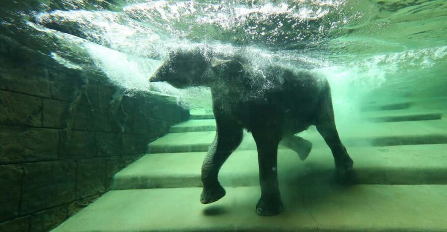 Leipzig Zoo: Entry Ticket - The Asian habitat: elephants, daily routines, and a watery show