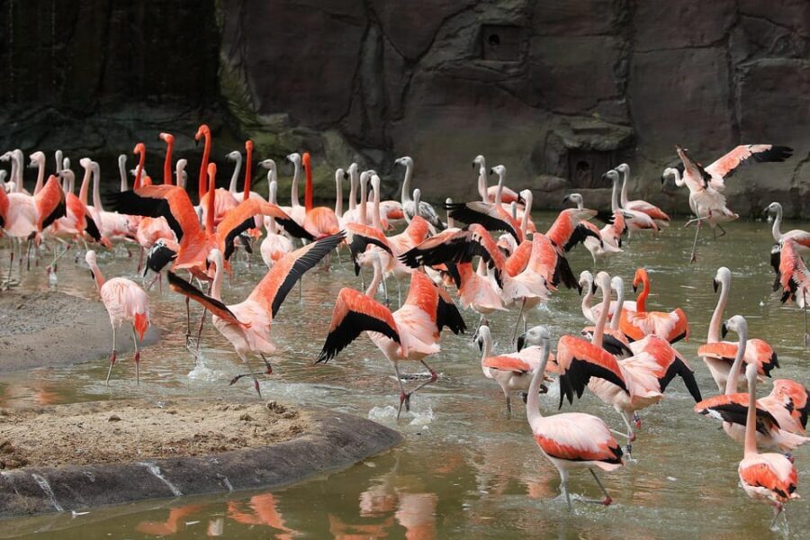 Leipzig Zoo: Entry Ticket - The other two worlds: South America-inspired variety (without the guesswork)