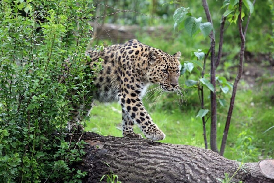Leipzig Zoo: Entry Ticket - How I’d plan a one-day visit (so you don’t miss the best parts)