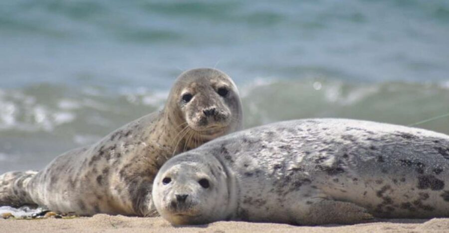 List/Sylt: Guided Seal-Watching Cruise on a Rustic Boat - List’s North Sea edge: why this trip feels authentic