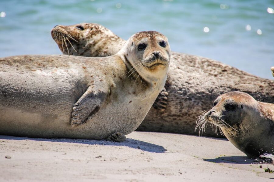 List/Sylt: Guided Seal-Watching Cruise on a Rustic Boat - Price and value: what you’re paying for (without the fluff)