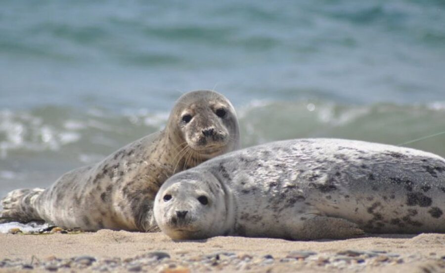List/Sylt: Guided Seal-Watching Cruise on a Rustic Boat - Gret Palucca or Rosa Paluka: two rustic boats, two kinds of charm