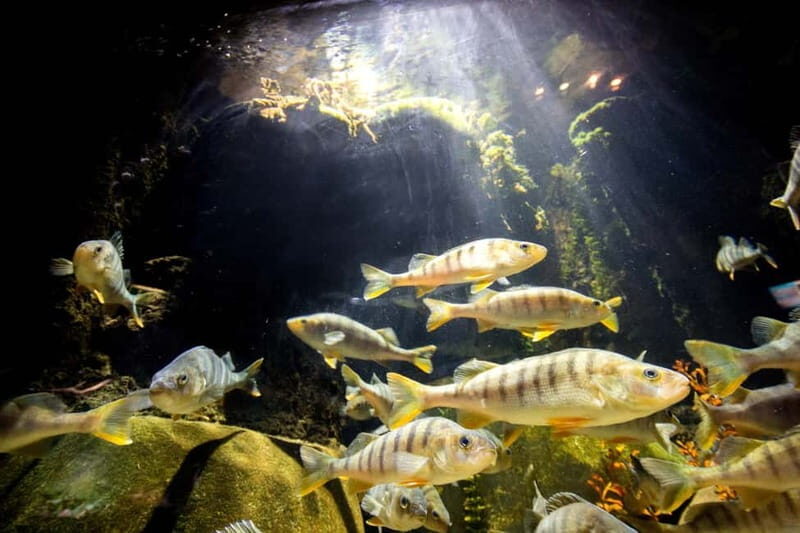 Munich: Day Ticket to Sea Life - Start at the River Isar: the route begins where you’d expect