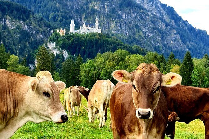 Neuschwanstein Castle Tour with Skip the Line from Hohenschwangau - Guided castle tour inside: what you get versus what you may miss